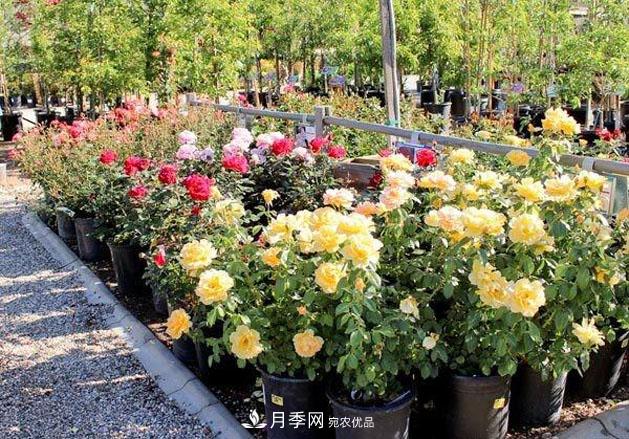 不同品種月季間隔多遠種一顆***合適？太稀影響開(kāi)花效果，太密植株長(cháng)勢不好(圖4)