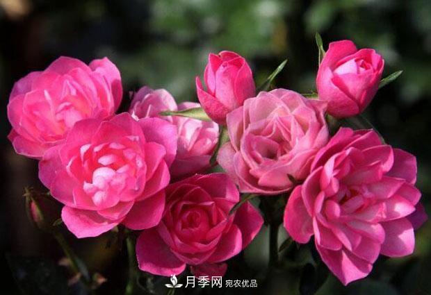 單花期***長(cháng)的月季品種推薦幾個(gè)，***久能開(kāi)一個(gè)多月(圖3)
