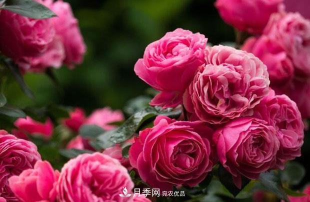 單花期***長(cháng)的月季品種推薦幾個(gè)，***久能開(kāi)一個(gè)多月(圖4)