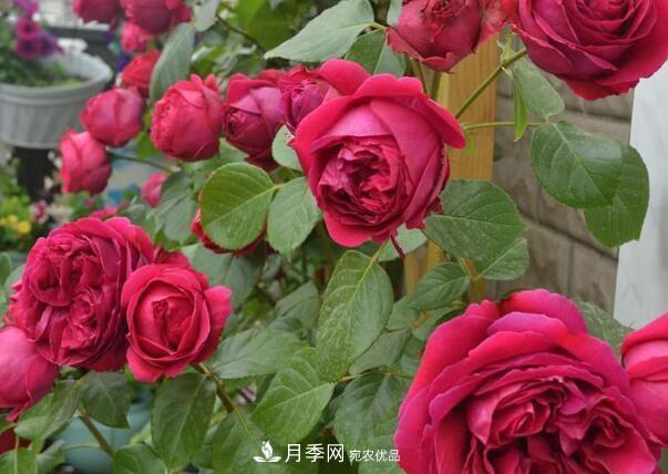 單花期***長(cháng)的月季品種推薦幾個(gè)，***久能開(kāi)一個(gè)多月(圖5)