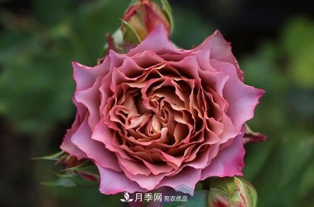 單花期***長(cháng)的月季品種推薦幾個(gè)，***久能開(kāi)一個(gè)多月(圖7)