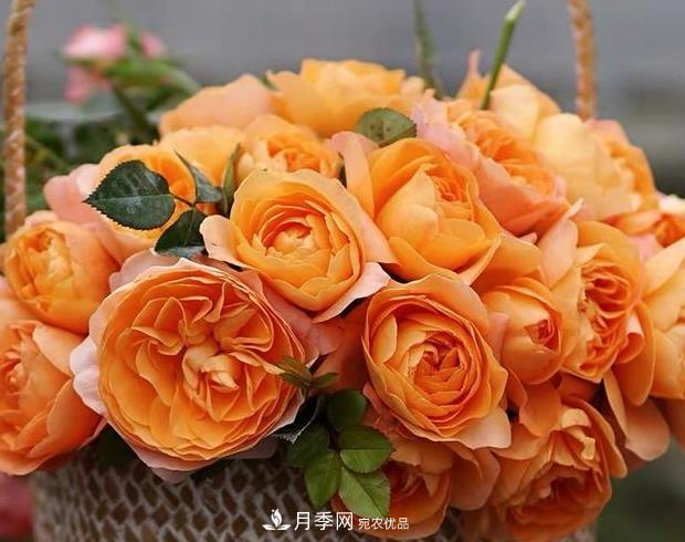 單花期***長(cháng)的月季品種推薦幾個(gè)，***久能開(kāi)一個(gè)多月(圖9)