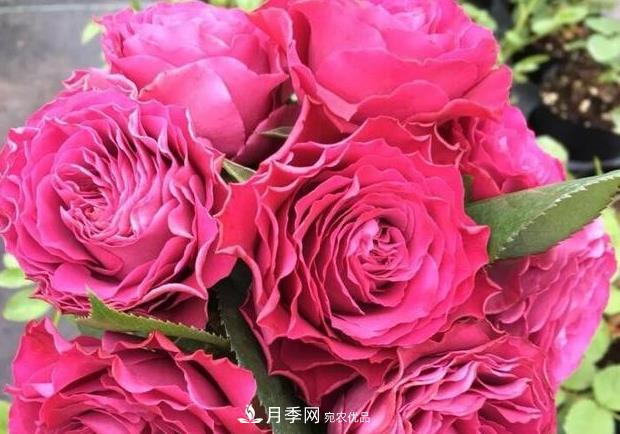 單花期***長(cháng)的月季品種推薦幾個(gè)，***久能開(kāi)一個(gè)多月(圖10)