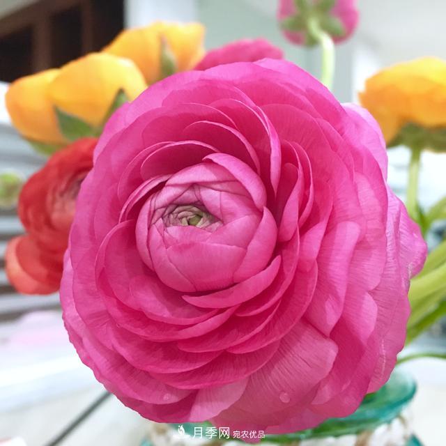此花頗有牡丹花容顏，花毛茛色彩鮮艷且非常豐富(圖1)
