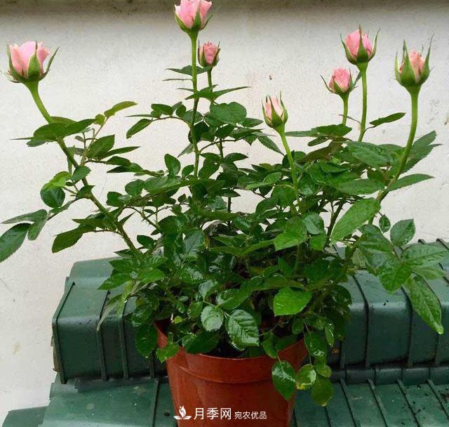 月季3年沒(méi)換土，新芽反而咻咻冒，花盆都裝不下！(圖1)