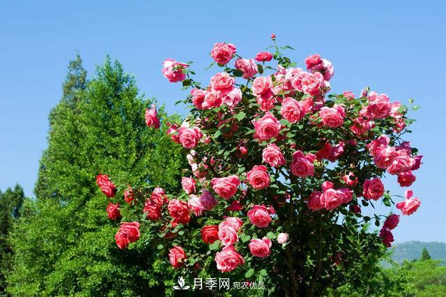月季3年沒(méi)換土，新芽反而咻咻冒，花盆都裝不下！(圖2)