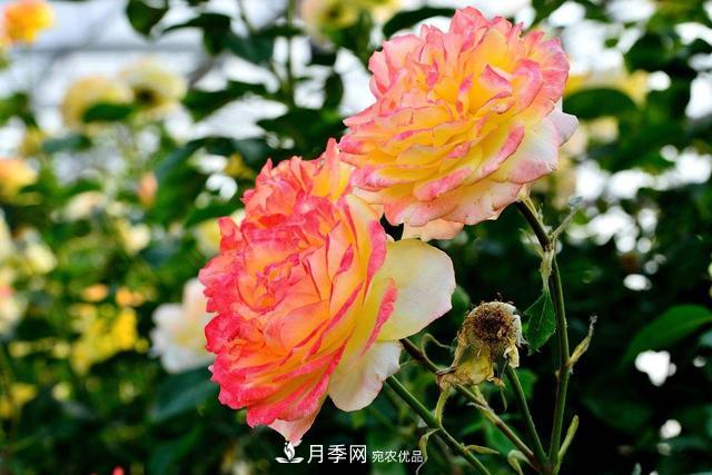 月季3年沒(méi)換土，新芽反而咻咻冒，花盆都裝不下！(圖3)