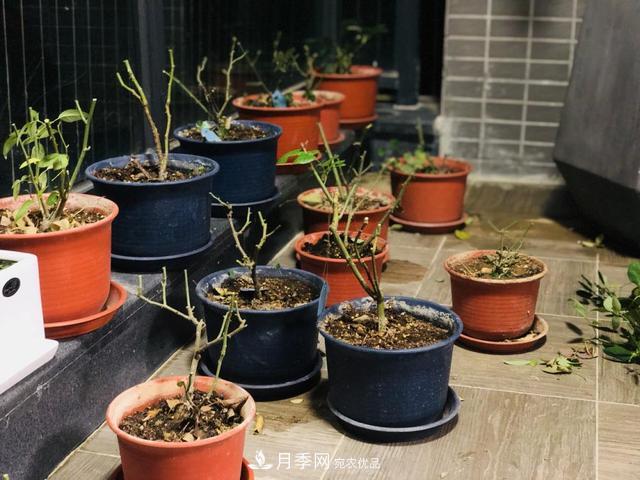 月季3年沒(méi)換土，新芽反而咻咻冒，花盆都裝不下！(圖5)