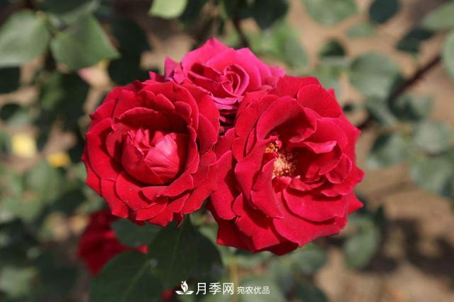 月季3年沒(méi)換土，新芽反而咻咻冒，花盆都裝不下！(圖4)