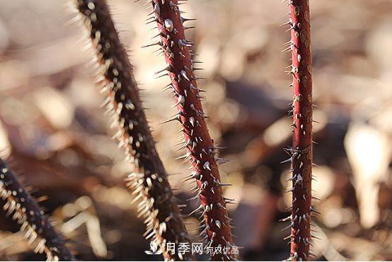 玫瑰、月季分不清？你買(mǎi)的玫瑰可能都是月季！(圖2)