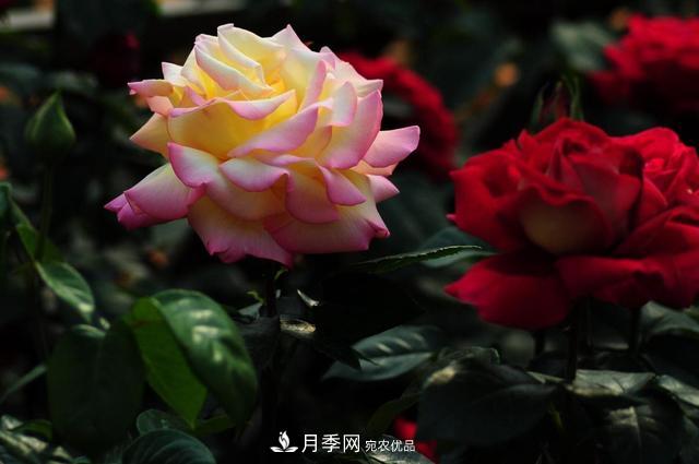 玫瑰、月季分不清？你買(mǎi)的玫瑰可能都是月季！(圖1)