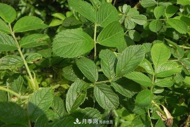 玫瑰、月季分不清？你買(mǎi)的玫瑰可能都是月季！(圖3)