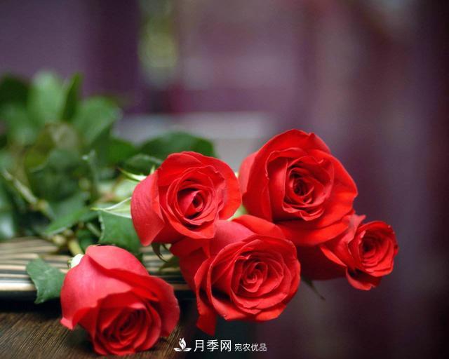 玫瑰、月季分不清？你買(mǎi)的玫瑰可能都是月季！(圖5)