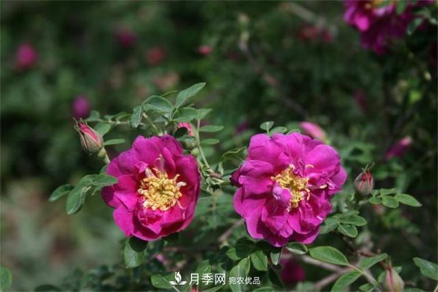 玫瑰、月季分不清？你買(mǎi)的玫瑰可能都是月季！(圖4)