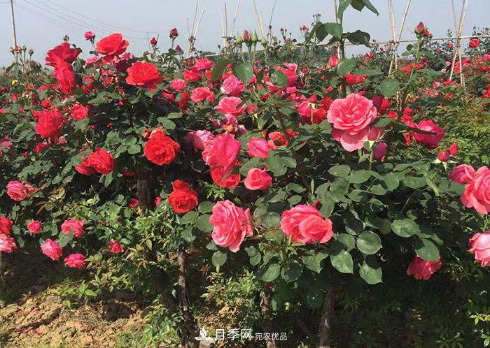 美麗的南陽(yáng)月季！新時(shí)代的科學(xué)技術(shù)樹(shù)狀嫁接改變了月季的命運(圖2)