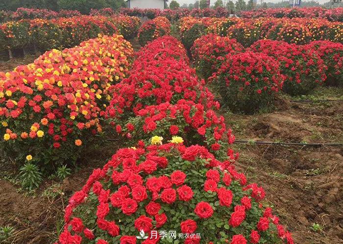 美麗的南陽(yáng)月季！新時(shí)代的科學(xué)技術(shù)樹(shù)狀嫁接改變了月季的命運(圖5)
