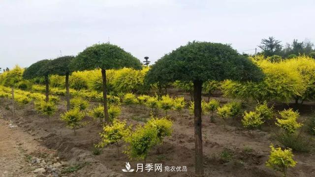 世界金色看中國，說(shuō)說(shuō)中國人自己的彩葉樹(shù)金葉榆(圖3)