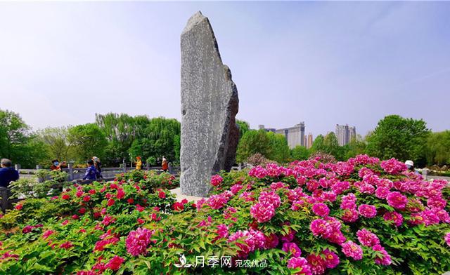 山東有三大花都，盛產(chǎn)牡丹、月季、玫瑰，看看是哪里(圖1)