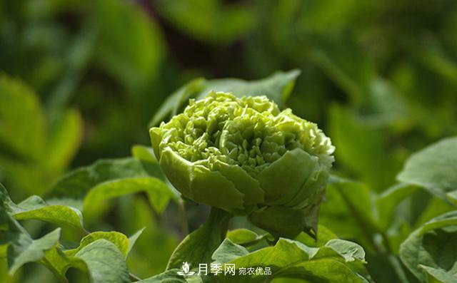 山東有三大花都，盛產(chǎn)牡丹、月季、玫瑰，看看是哪里(圖2)