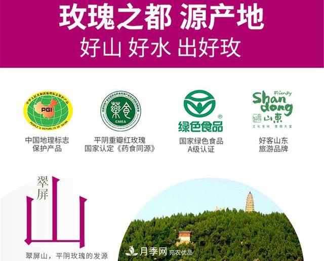 山東有三大花都，盛產(chǎn)牡丹、月季、玫瑰，看看是哪里(圖4)