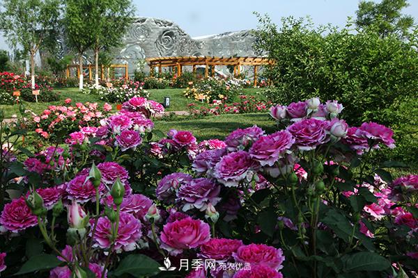 2020北京月季文化節5月18日開(kāi)幕(圖1)