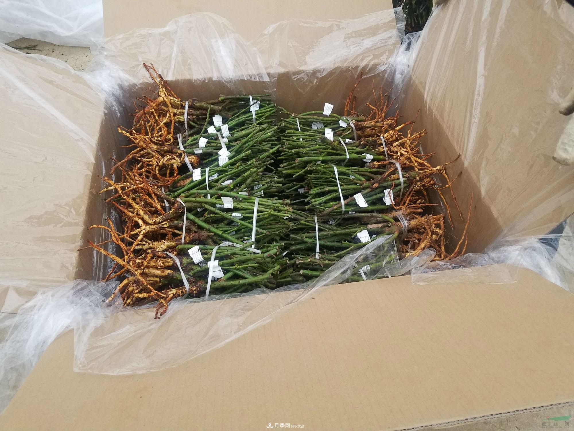 南陽(yáng)月季基地首批出口月季種苗啟運發(fā)往韓國(圖1)