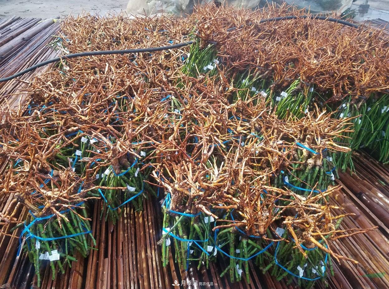 南陽(yáng)月季基地首批出口月季種苗啟運發(fā)往韓國(圖3)