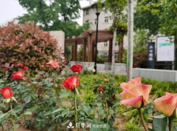 讓月季花開(kāi)滿(mǎn)全城！河南鄭州將建多個(gè)月季景觀(guān)主題公園！(圖1)