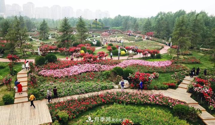 提升月季景觀(guān)，月季補植為河北廊坊城區綠化“錦上添花”(圖1)