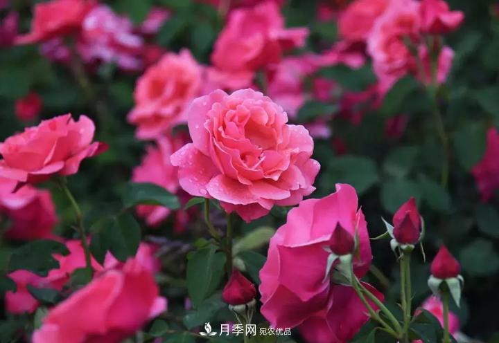 提升月季景觀(guān)，月季補植為河北廊坊城區綠化“錦上添花”(圖2)
