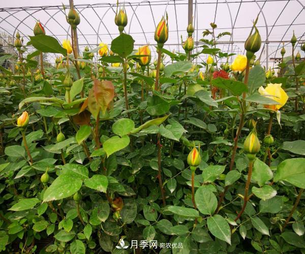 月季葉片發(fā)黃？快來(lái)看看怎么做(圖1)