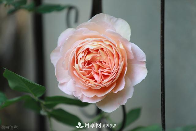 南方有些地區為什么養不好藤本月季？看著(zhù)三個(gè)3個(gè)原因(圖2)