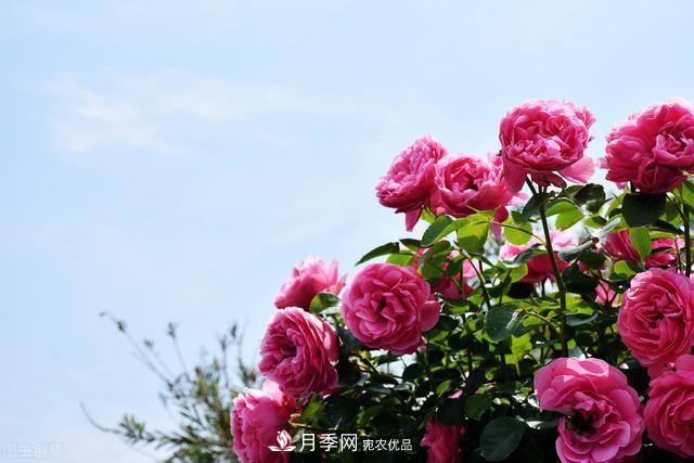 南方有些地區為什么養不好藤本月季？看著(zhù)三個(gè)3個(gè)原因(圖4)