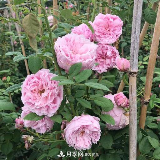盤(pán)點(diǎn)30款又香又好看的月季，讓花園香氣迷人又美麗(圖1)