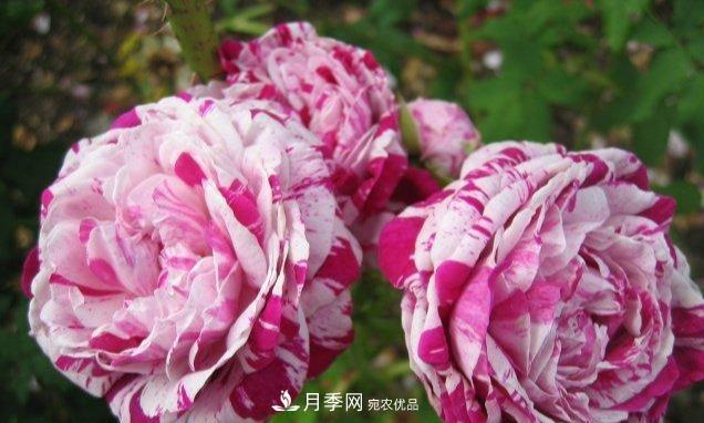 盤(pán)點(diǎn)30款又香又好看的月季，讓花園香氣迷人又美麗(圖3)