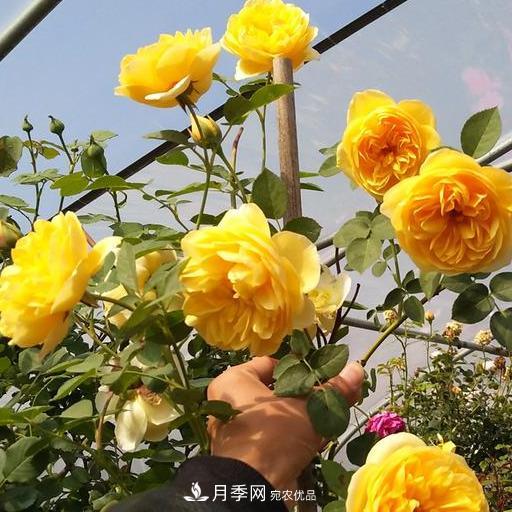 盤(pán)點(diǎn)30款又香又好看的月季，讓花園香氣迷人又美麗(圖8)