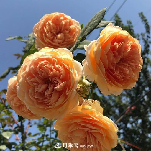盤(pán)點(diǎn)30款又香又好看的月季，讓花園香氣迷人又美麗(圖9)
