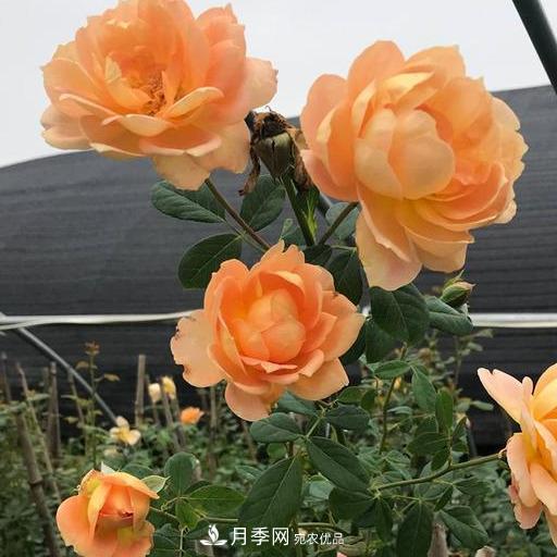 盤(pán)點(diǎn)30款又香又好看的月季，讓花園香氣迷人又美麗(圖11)