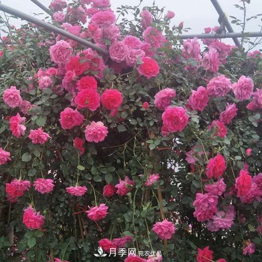 盤(pán)點(diǎn)30款又香又好看的月季，讓花園香氣迷人又美麗(圖7)