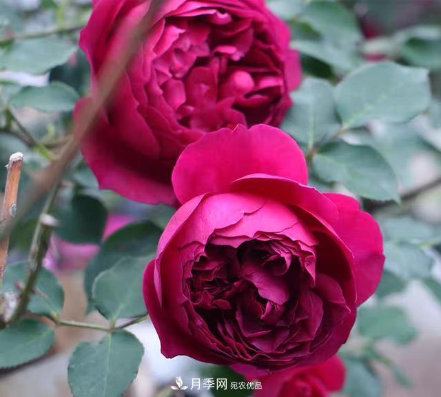 盤(pán)點(diǎn)30款又香又好看的月季，讓花園香氣迷人又美麗(圖17)