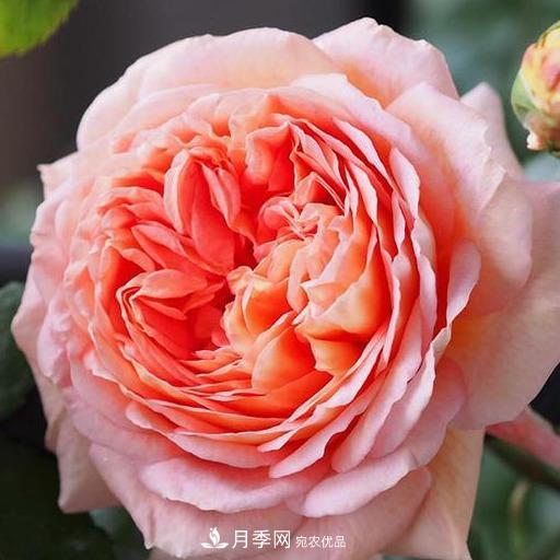 盤(pán)點(diǎn)30款又香又好看的月季，讓花園香氣迷人又美麗(圖15)