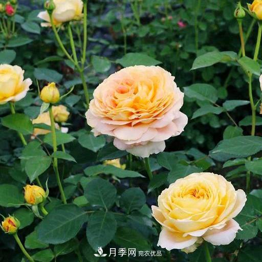 盤(pán)點(diǎn)30款又香又好看的月季，讓花園香氣迷人又美麗(圖14)