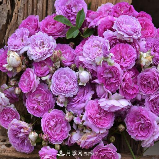 盤(pán)點(diǎn)30款又香又好看的月季，讓花園香氣迷人又美麗(圖22)