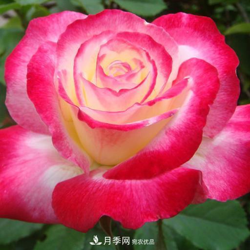 盤(pán)點(diǎn)30款又香又好看的月季，讓花園香氣迷人又美麗(圖23)