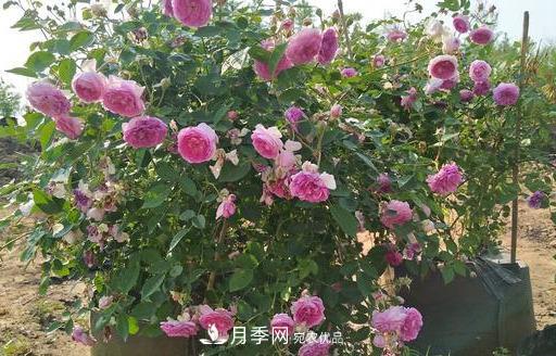 盤(pán)點(diǎn)30款又香又好看的月季，讓花園香氣迷人又美麗(圖19)