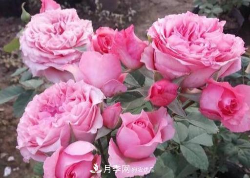 盤(pán)點(diǎn)30款又香又好看的月季，讓花園香氣迷人又美麗(圖29)