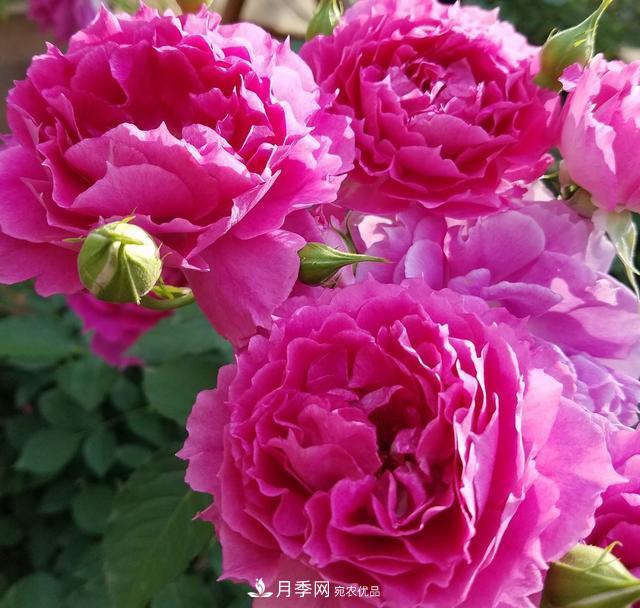 盤(pán)點(diǎn)30款又香又好看的月季，讓花園香氣迷人又美麗(圖26)