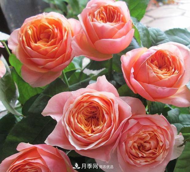 盤(pán)點(diǎn)30款又香又好看的月季，讓花園香氣迷人又美麗(圖28)