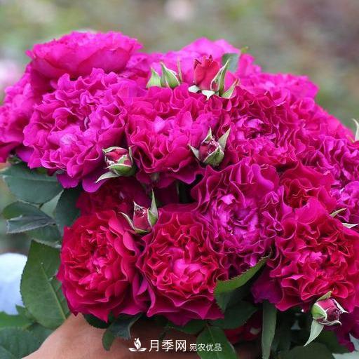 盤(pán)點(diǎn)30款又香又好看的月季，讓花園香氣迷人又美麗(圖25)