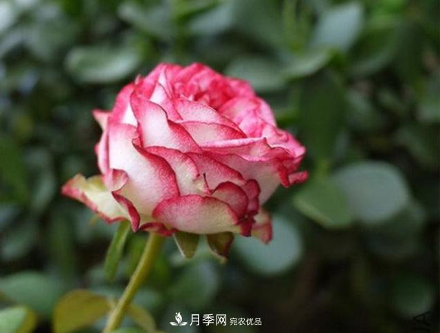 月季為什么老是死掉養不活？十大護身符趕緊拿走用(圖1)
